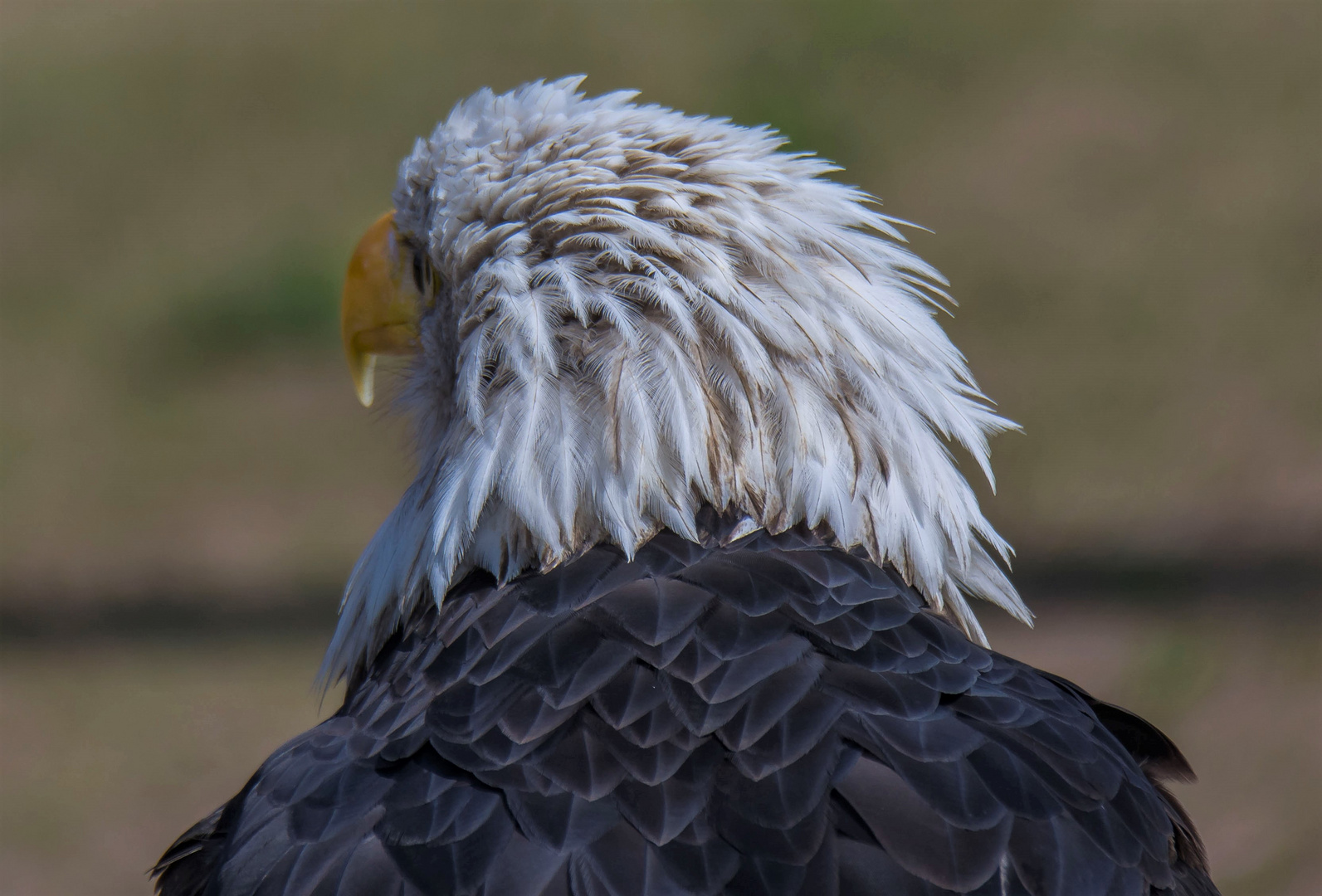 Meine neue Frisur....( Weißkopfseeadler )