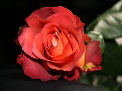 meine neue Lieblingsrose ....