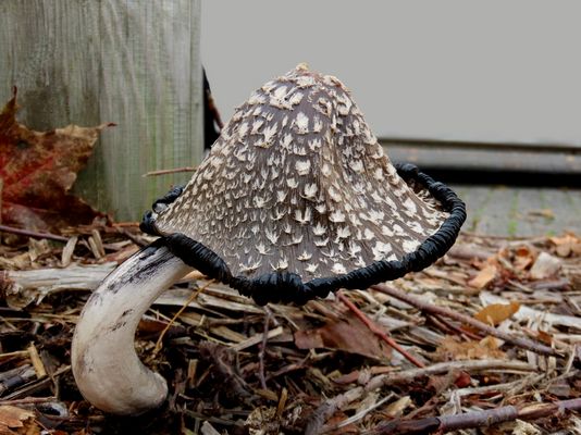 Meine neue Nachtischlampe