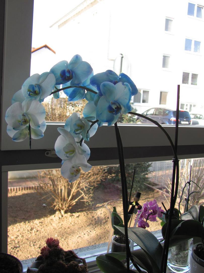 Meine neue Orchidee