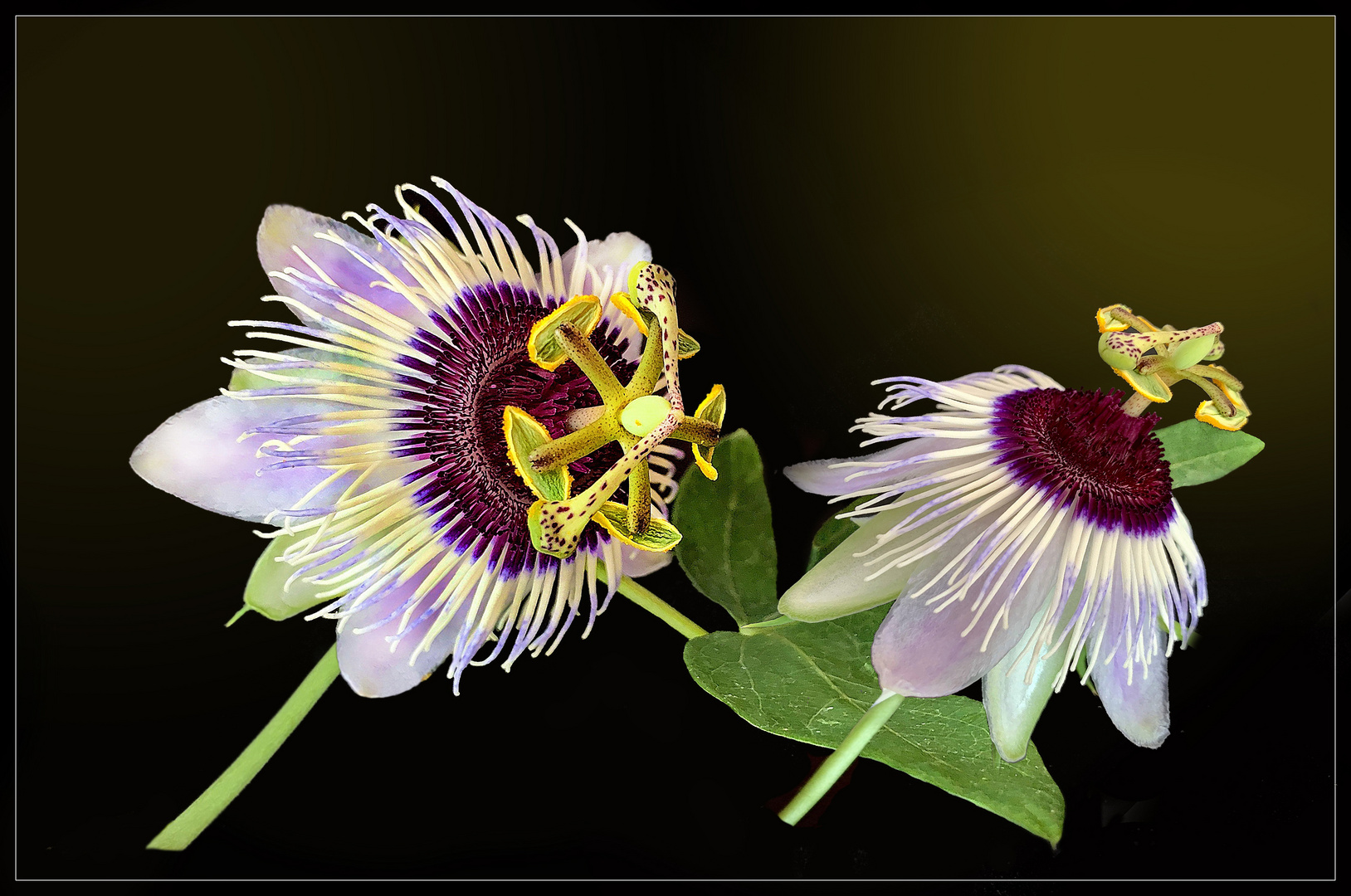 meine neue  Passiflora caerulea