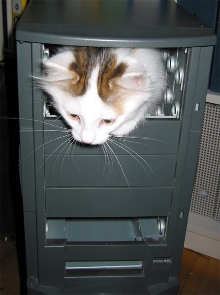 meine neue PC-Katze