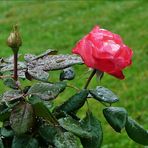 meine neue Rose ...
