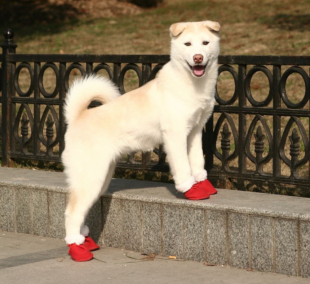 Meine neuen Schuhe - Schuhtick auch bei Hunden?