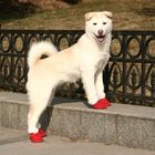 Meine neuen Schuhe - Schuhtick auch bei Hunden?