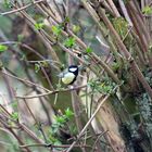 Meine Nuss die halt ich fest. Kohlmeise (Parus major)