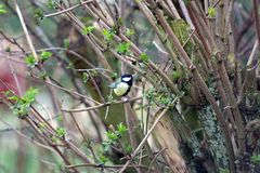 Meine Nuss die halt ich fest. Kohlmeise (Parus major)