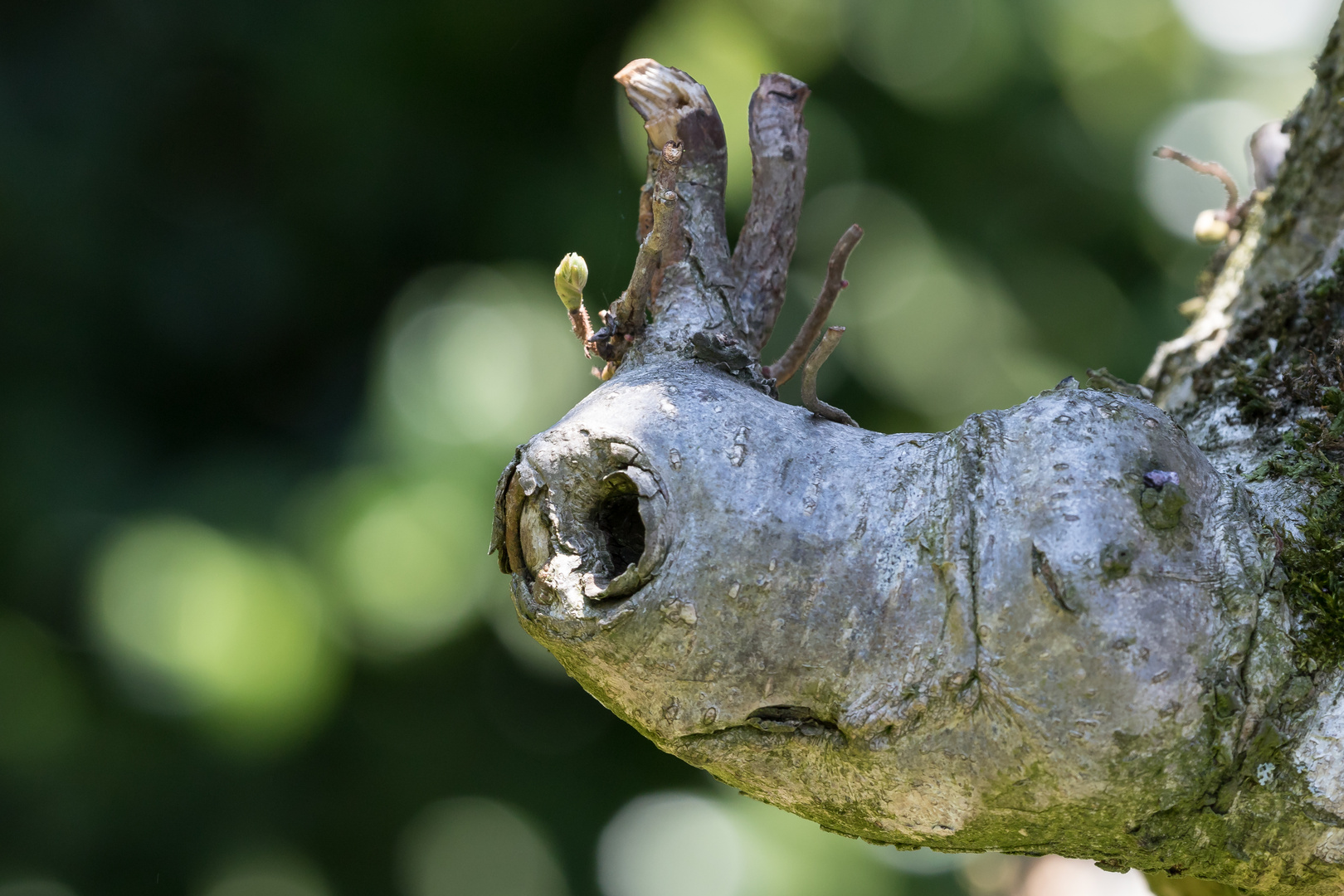 Meine Nuss-Schnecke war heute ein bisschen sauer...