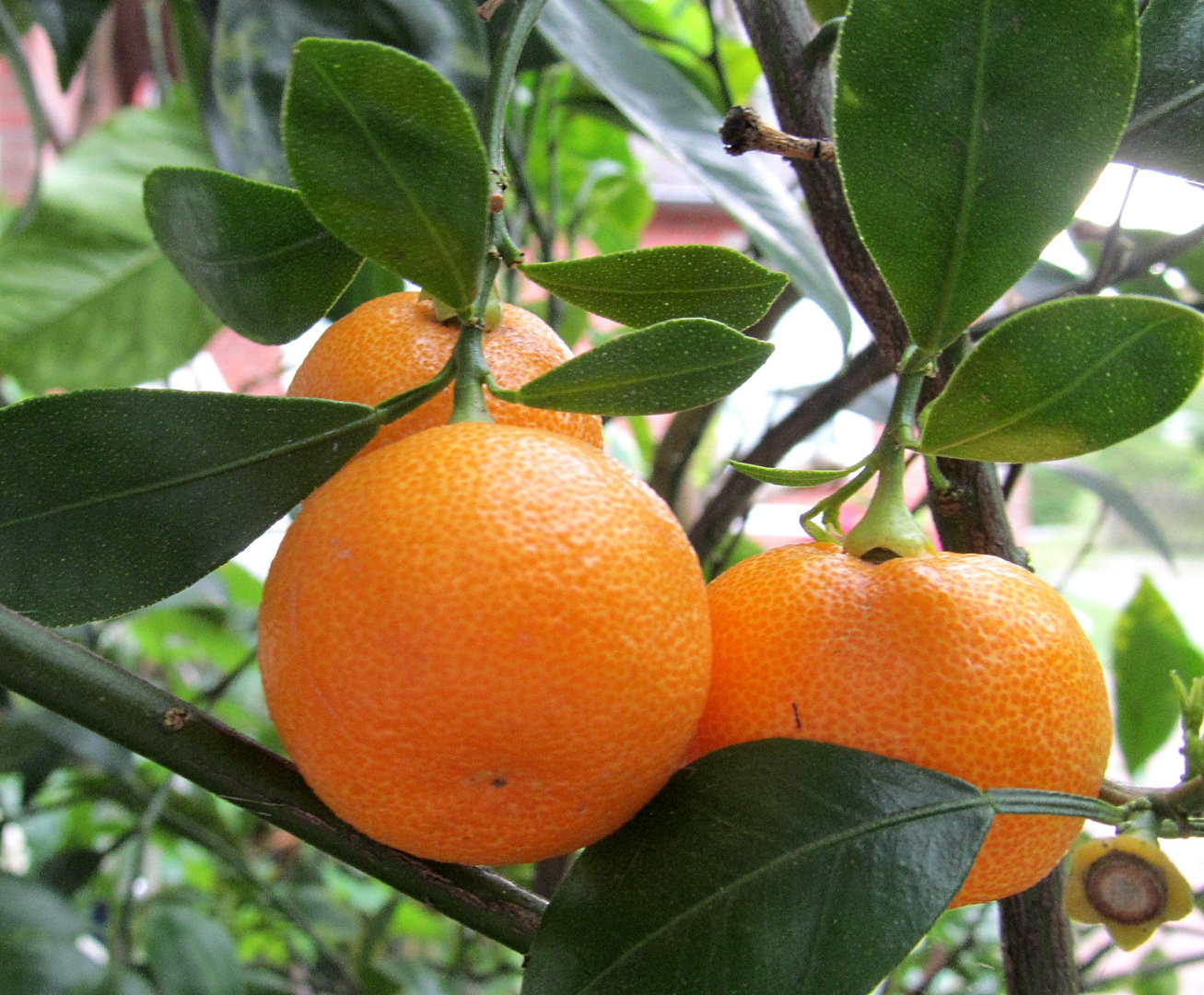 Meine Orangen ... die sind überreif !