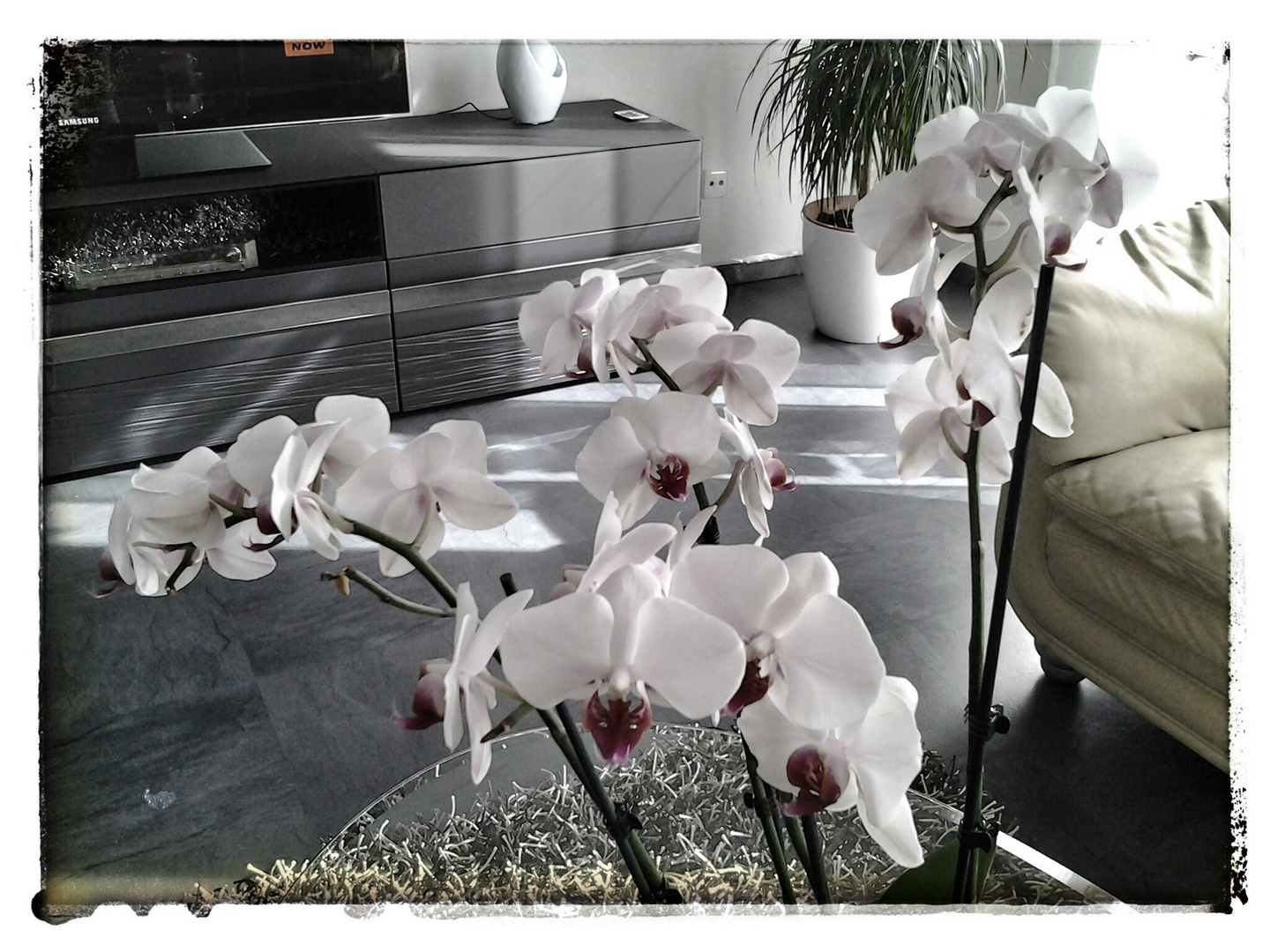 ...meine Orchidee...