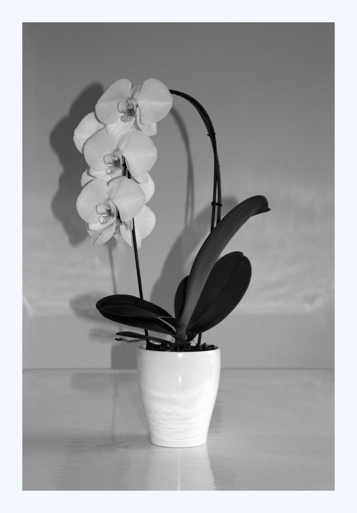 meine Orchidee
