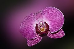 meine orchidee