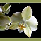 meine Orchidee ...