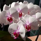 ..meine Orchidee