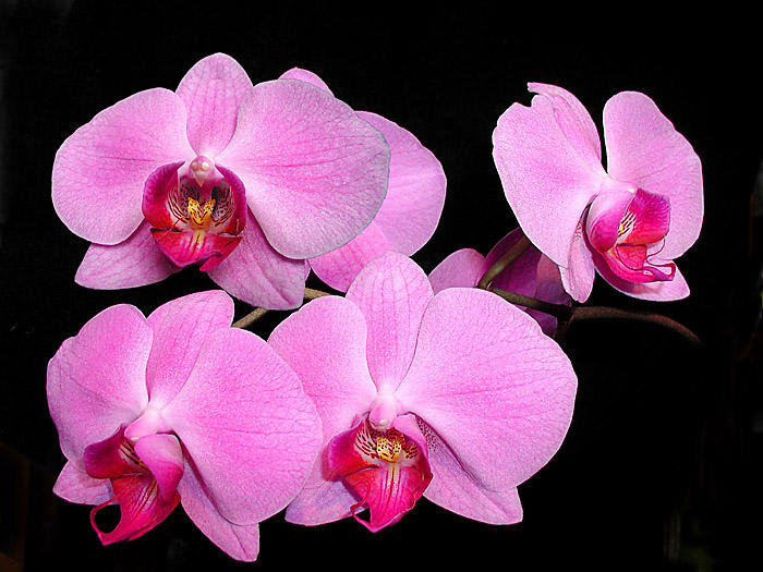 Meine Orchidee