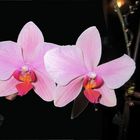 meine Orchidee blüht gerade