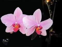 meine Orchidee blüht gerade