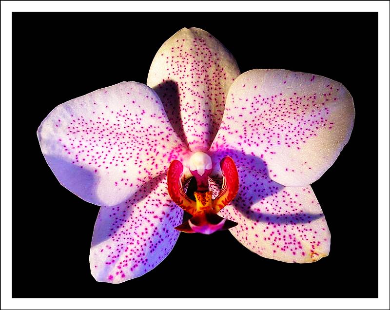 meine Orchidee blüht gerade wieder richtig schön...