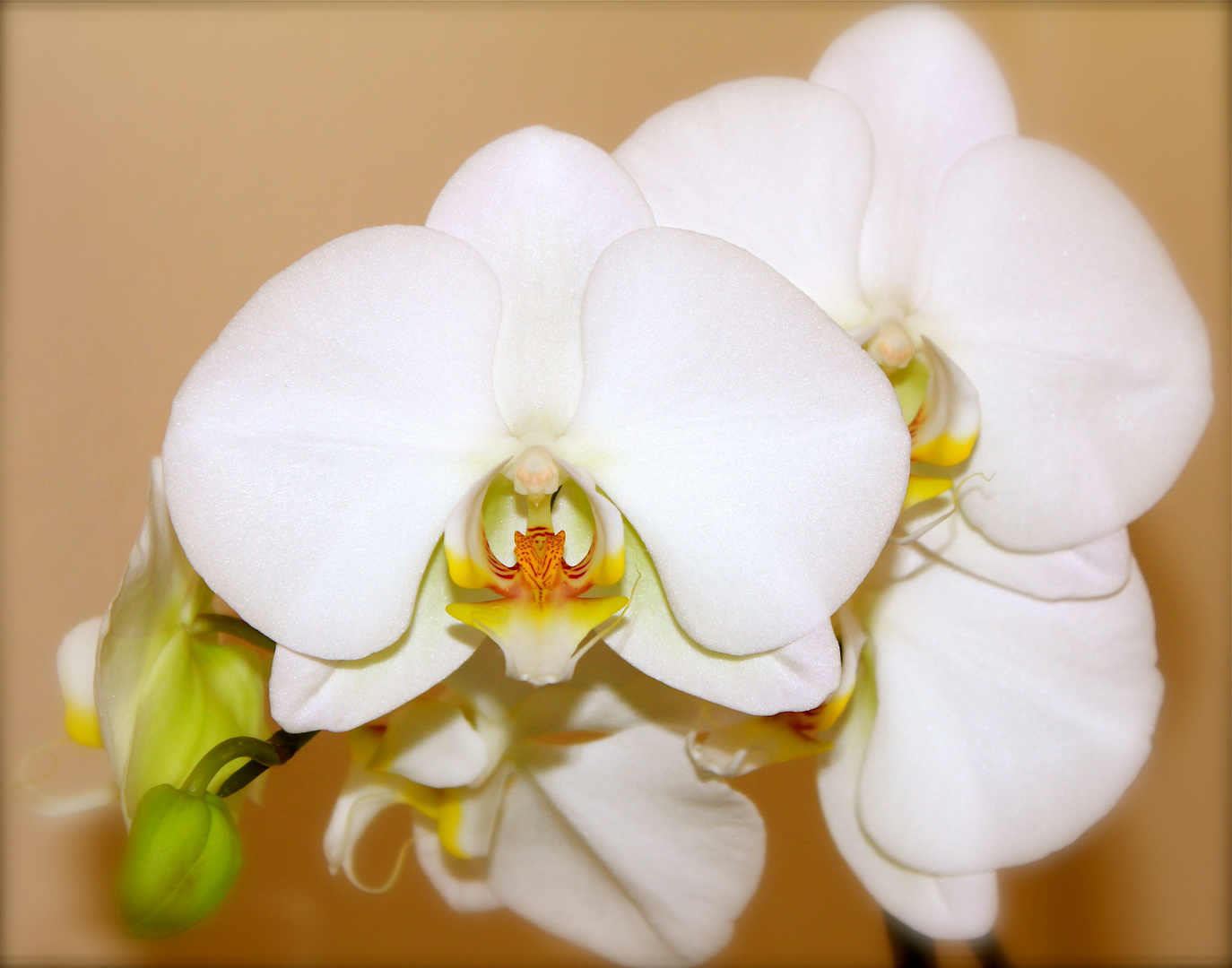 Meine Orchidee