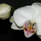 meine Orchidee