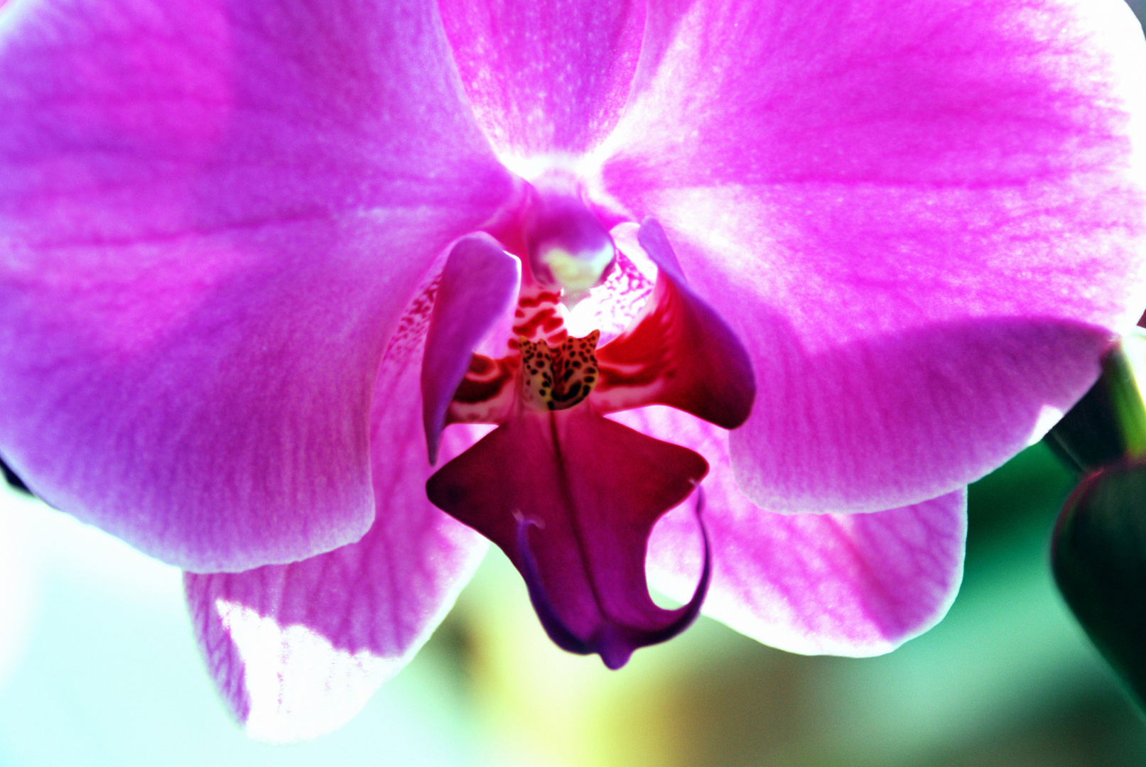...meine Orchidee