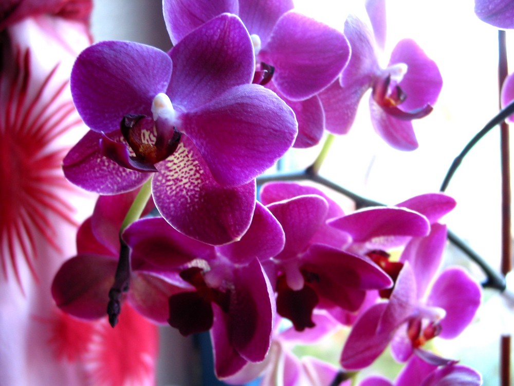 Meine Orchidee LURI