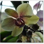 Meine Orchideen...