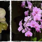 meine Orchideen