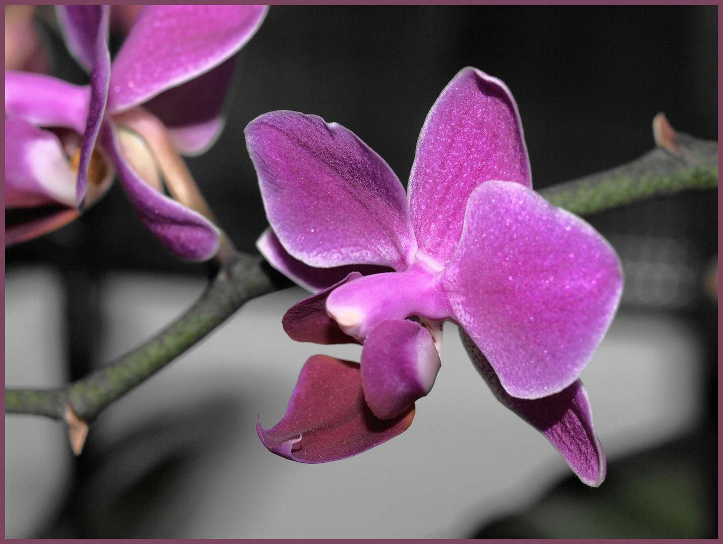 Meine orchideen blühen heuer sehr brav und lange!