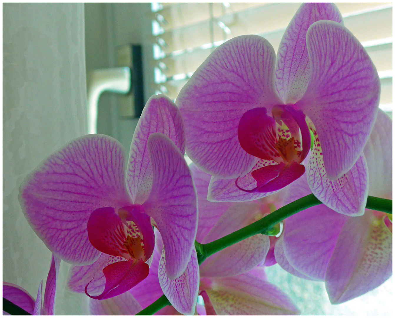 Meine orchideen blühen heuer sehr schön