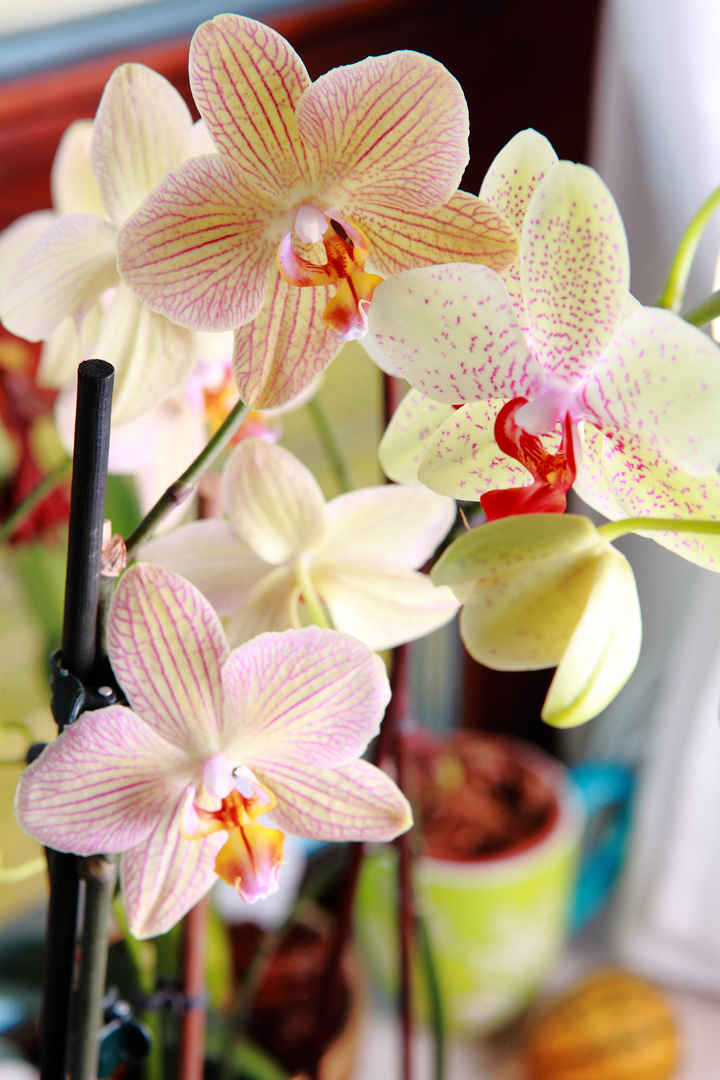 Meine Orchideen