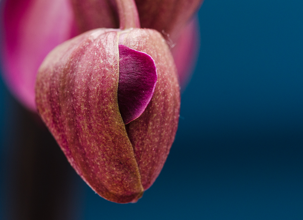 Meine Orchideen erwachen zum Leben.......