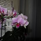 Meine orchideen setzen wieder an, heuer schon das zweite mal - dieses foto