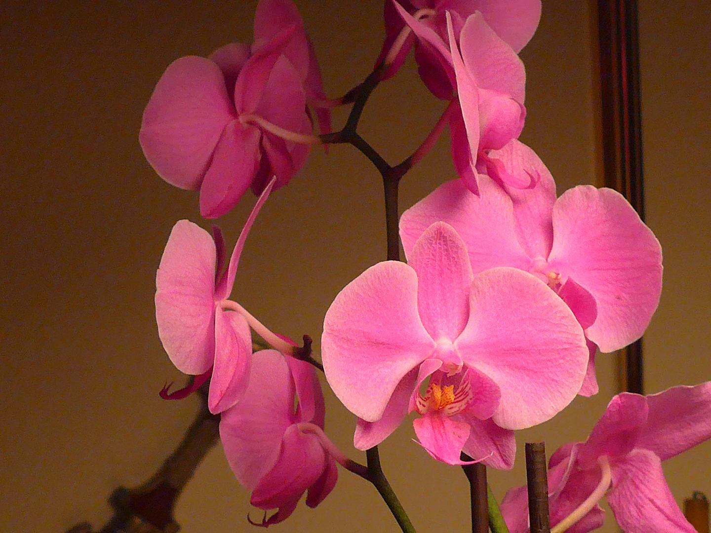 Meine orchideen sind als gruss und als wochenend-wunsch gedacht -