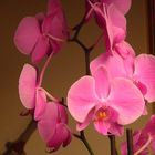 Meine orchideen sind als gruss und als wochenend-wunsch gedacht -