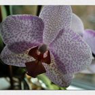 Meine Orchideen...(2)