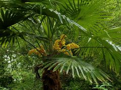 meine Palme blüht!