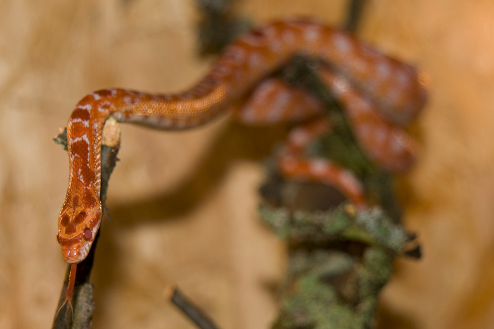 Meine Pantherophis (Kornnatter)