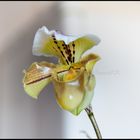 Meine Paphiopedilum