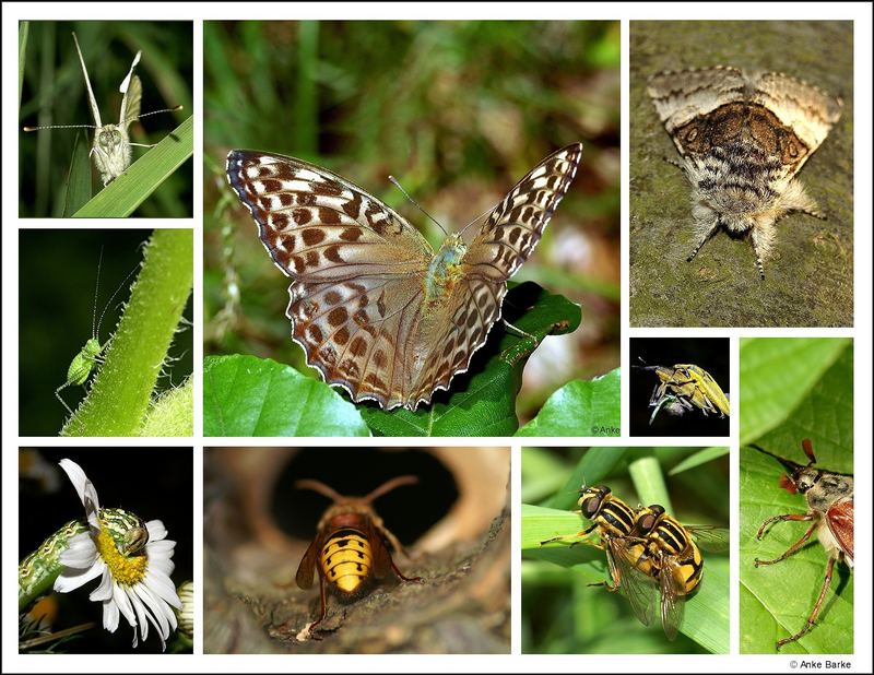 Meine persönlichen  Highlights 2007- Insekten