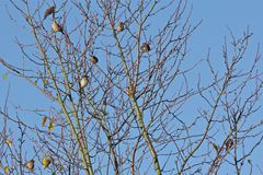 Meine Pflaumenbaum-Bande - Haussperlinge (Passer domesticus) - Bild 1