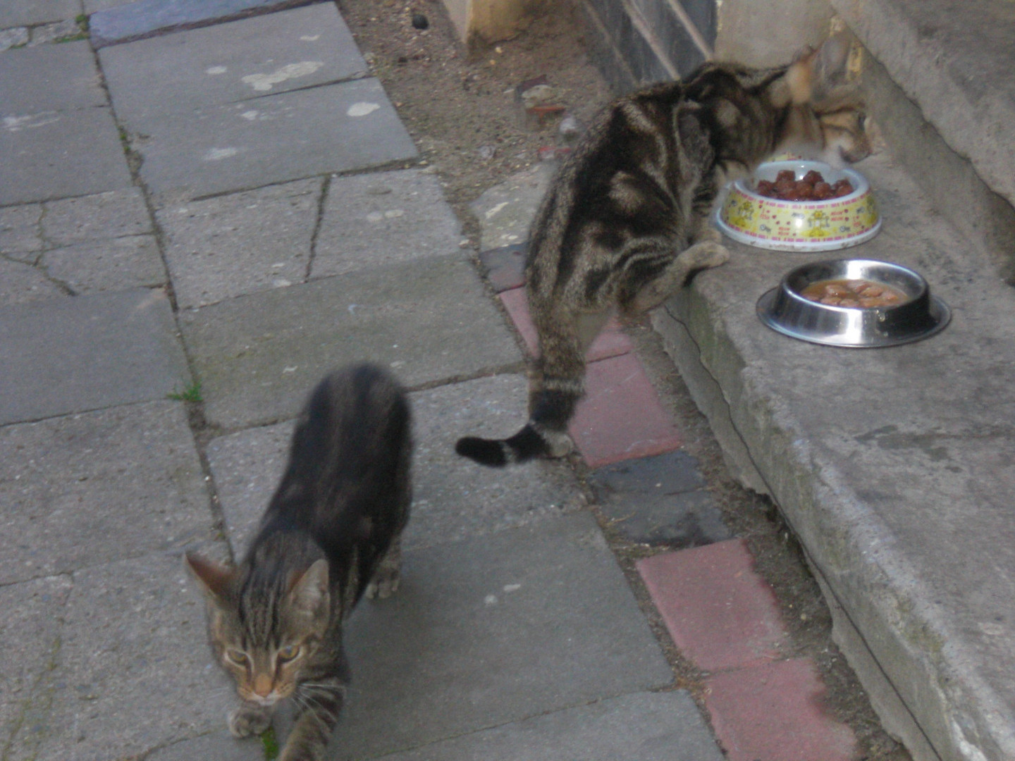 meine pflege katzen tapsie und röschen