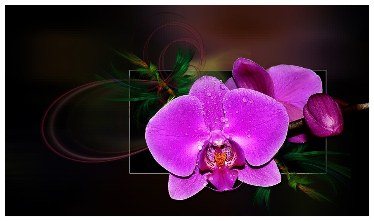 Meine Phalaenopsis . . . .