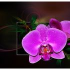 Meine Phalaenopsis . . . .