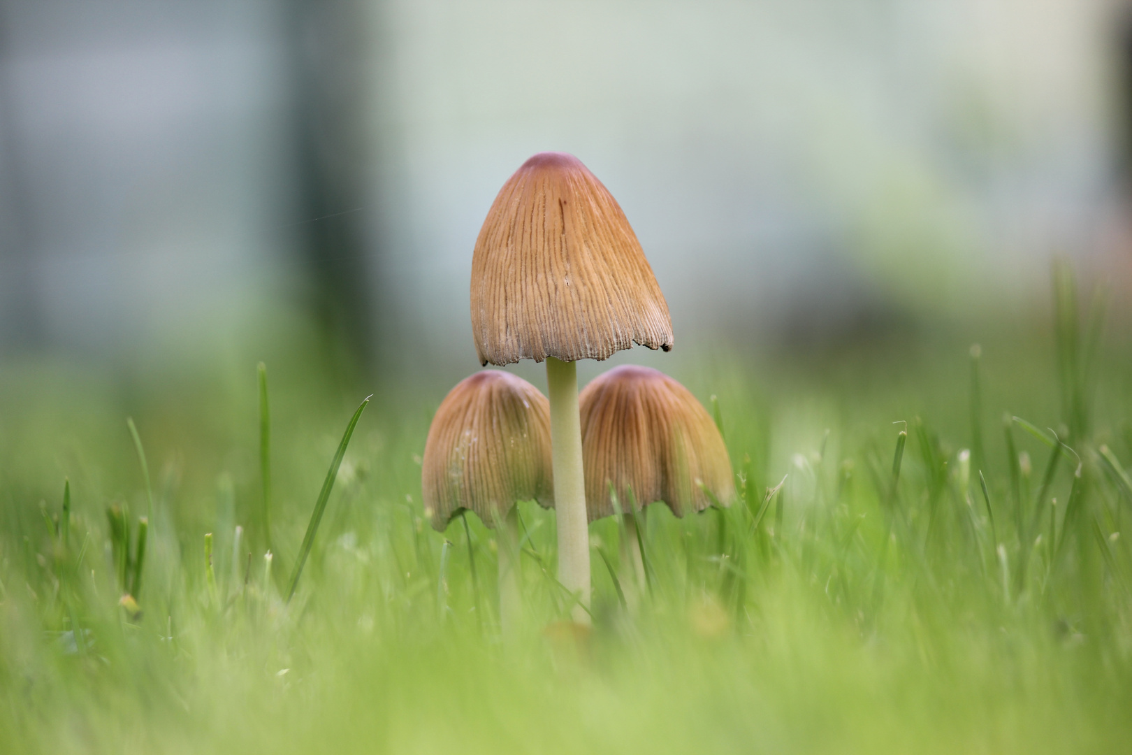 Meine Pilze im Garten