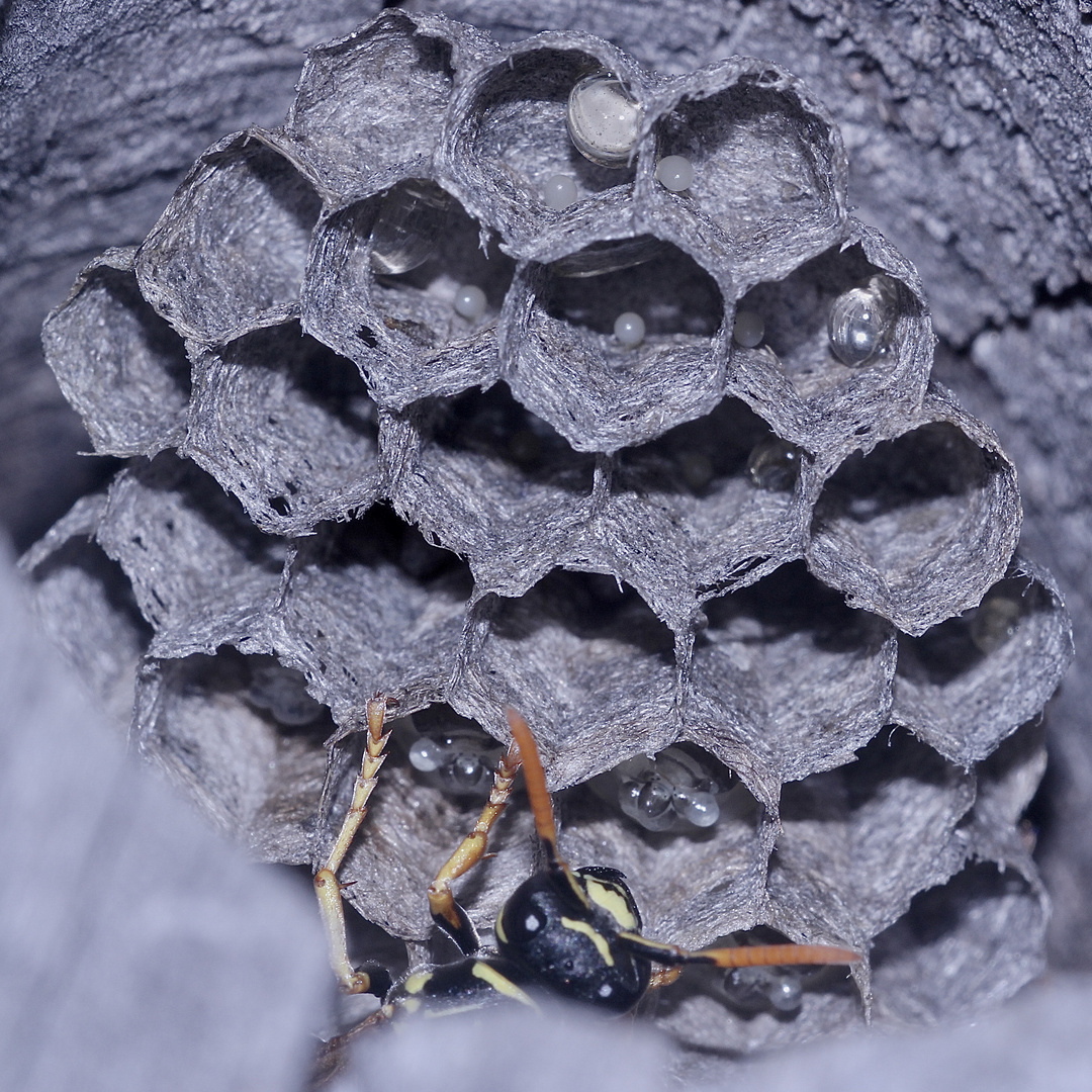 Meine Polistes-Haustierchen (1) - Füße gewaschen, Zähne geputzt? Dann Nacht, Kinder!