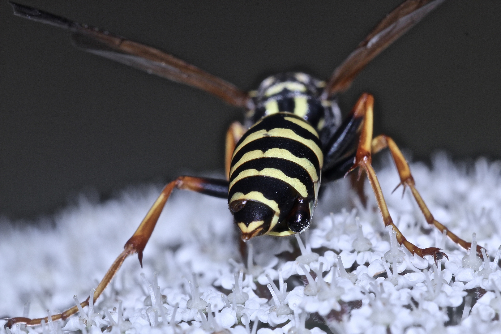 Meine Polistes-Haustierchen (12)