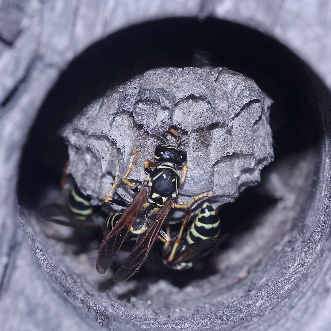 Meine Polistes-Haustierchen (2)