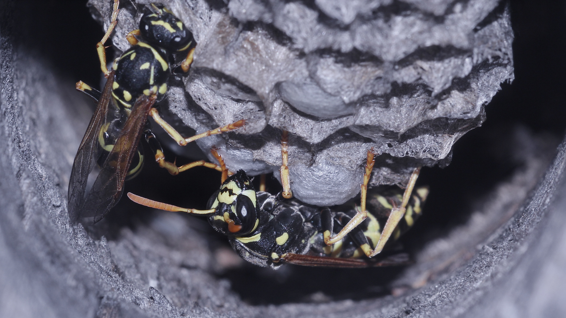 Meine Polistes-Haustierchen (4)