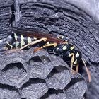 Meine Polistes-Haustierchen (7)